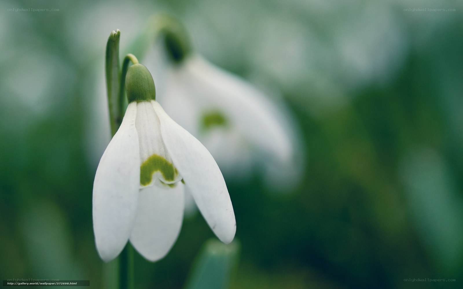snowdrop flower in bloom