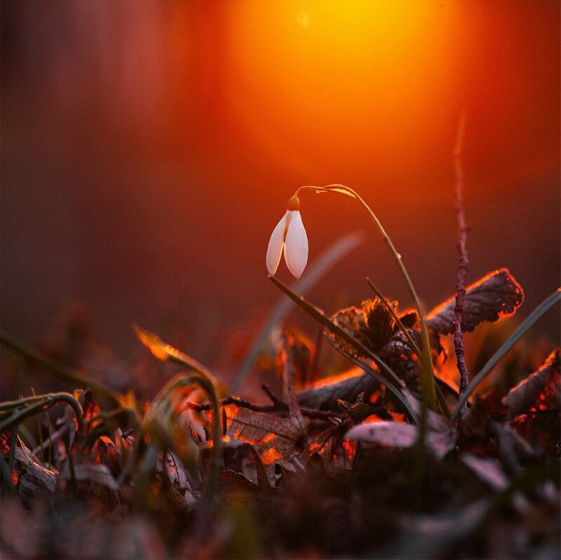 Snowdrop Flower in Forest