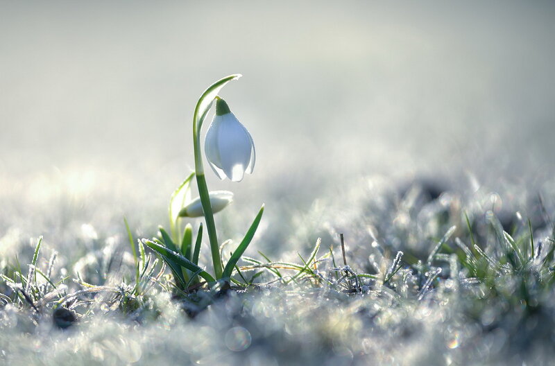 Snowdrop Flower in Frost