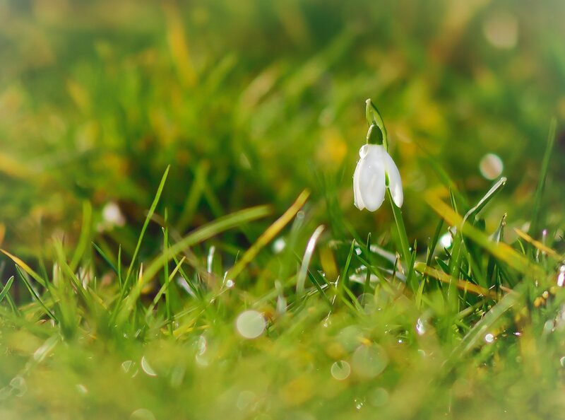Snowdrop Flower in Grass — Green