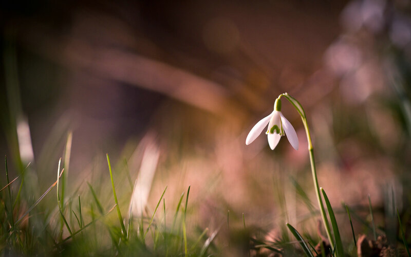 Snowdrop Flower in Grass