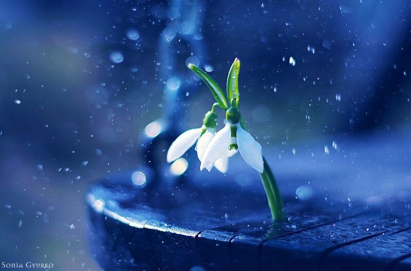 Snowdrop Flower in Rain — Blue