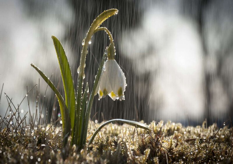 Snowdrop Flower in Rain