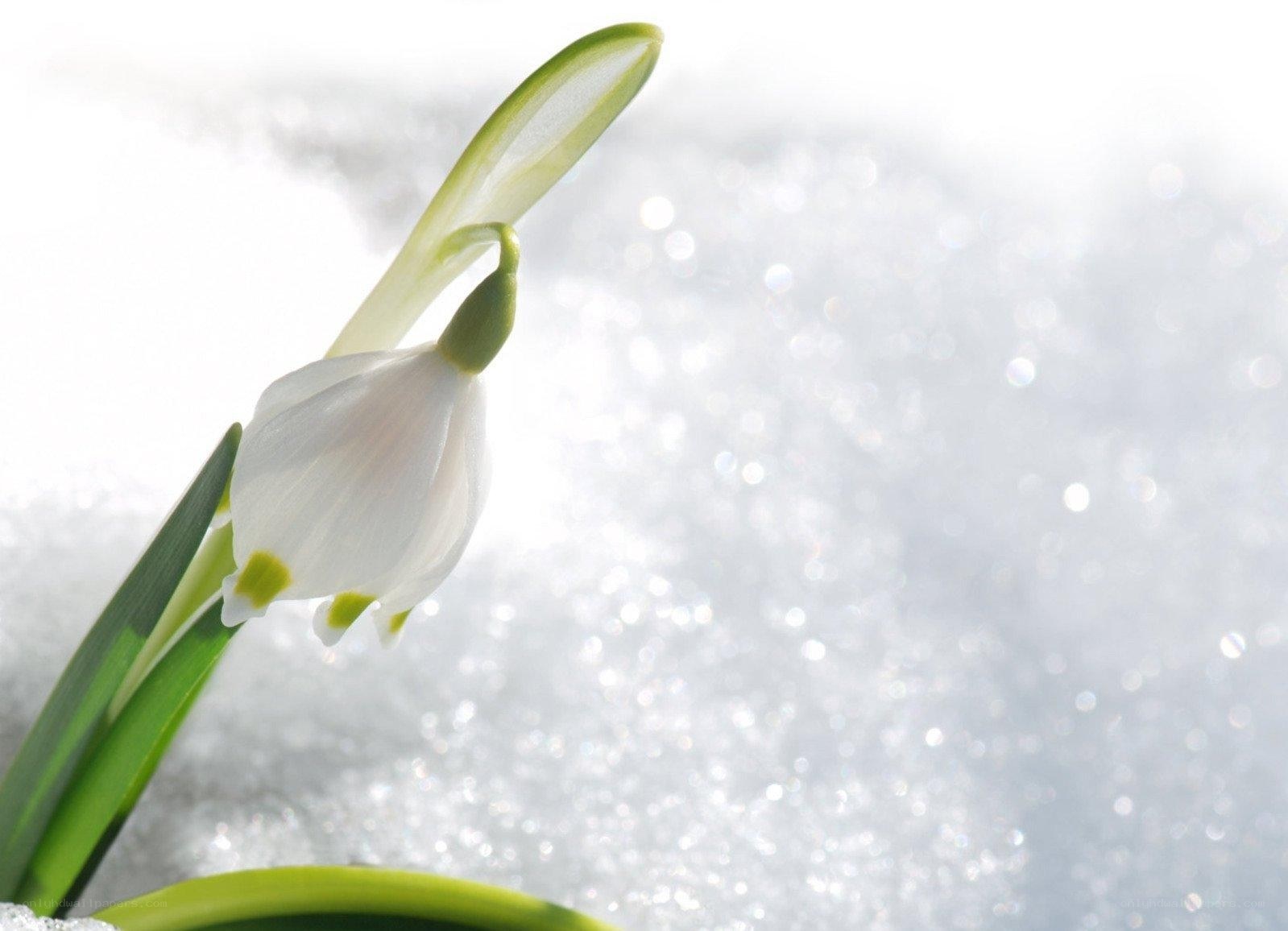 Snowdrop flower in snow