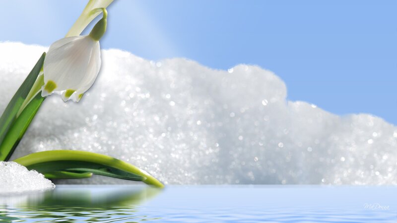 Snowdrop Flower in Snow — White, Serene