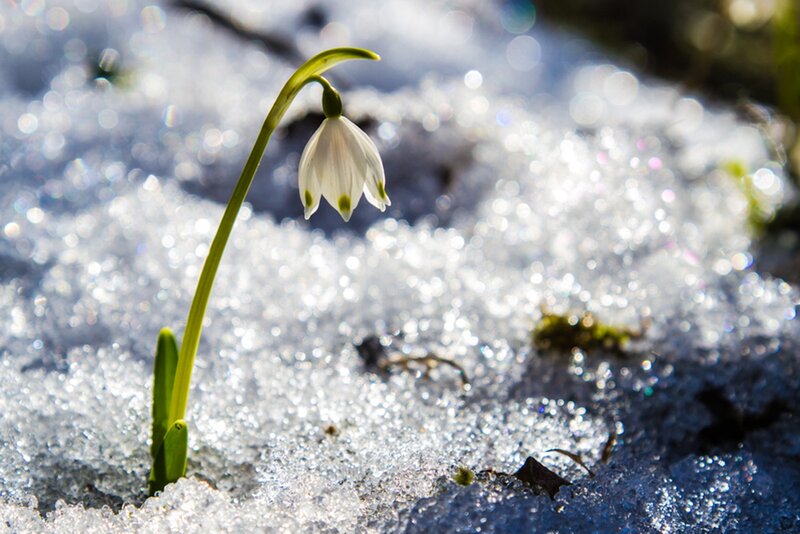 Snowdrop Flower in Snow — White, Serene, Winter, Photograph, Green Stem