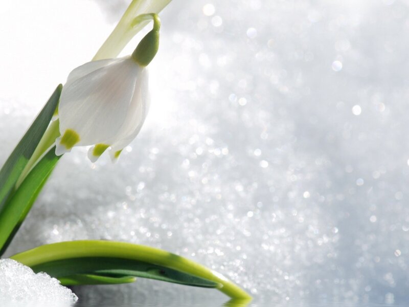 Snowdrop Flower in Snow — White, Serene, Winter, Photograph, Leaf
