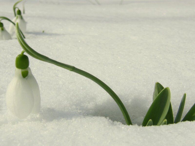 Snowdrop Flower in Snow — White, Serene, Winter