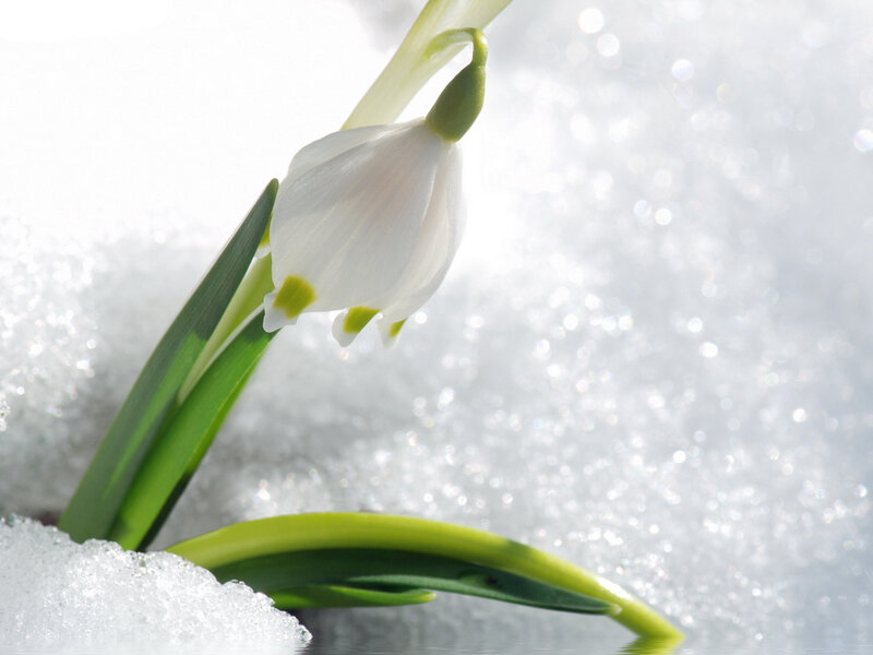 Snowdrop Flower in Snow — White