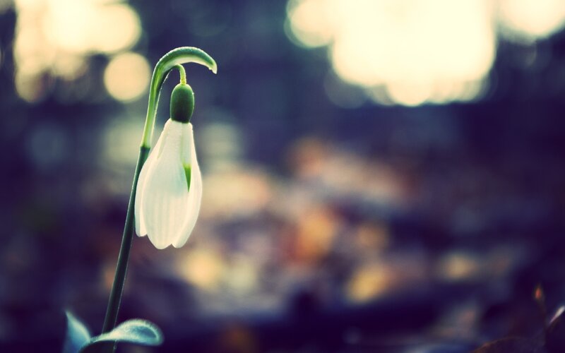 Snowdrop flower in soft light