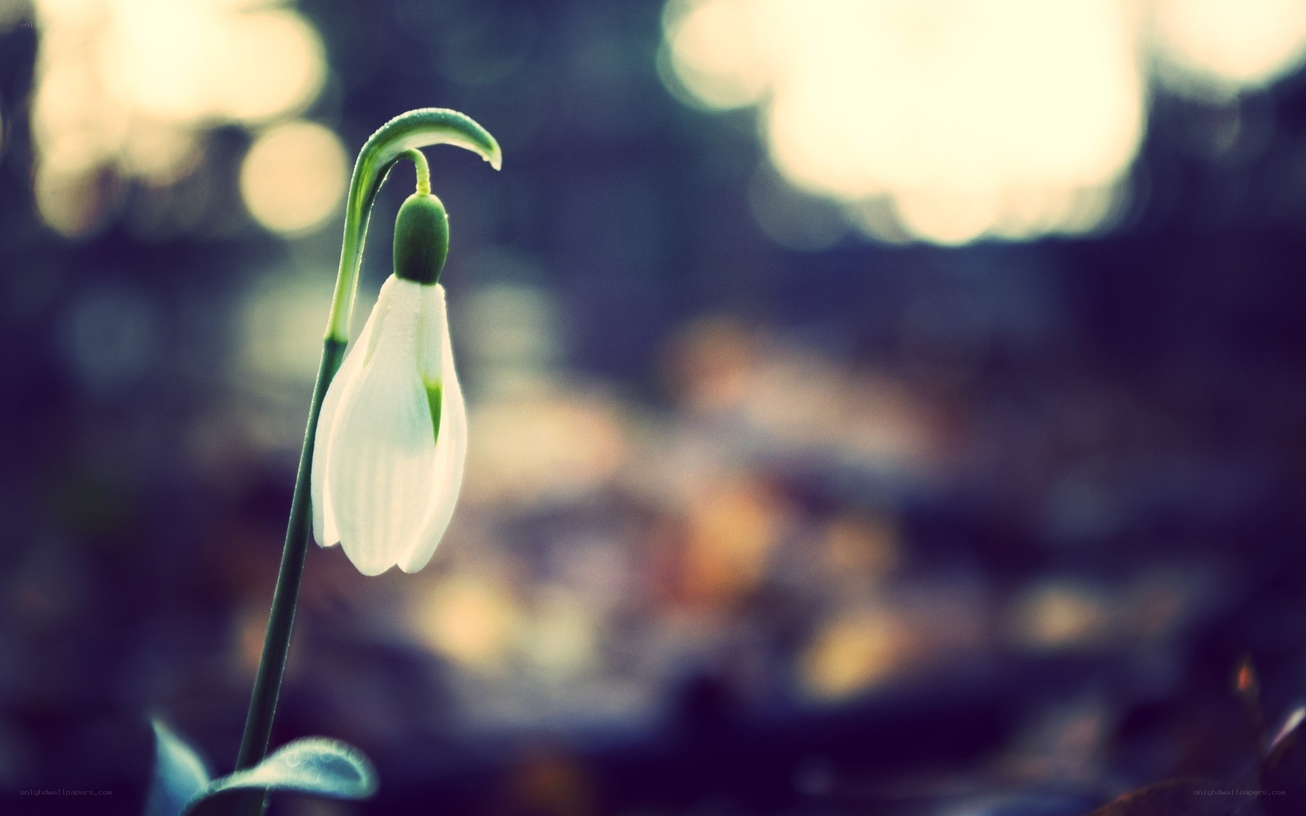 Snowdrop flower in soft light