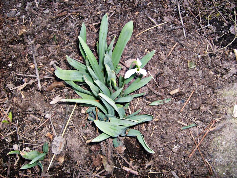 Snowdrop Flower in Soil