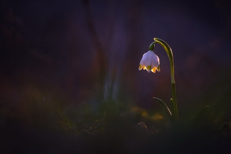 Snowdrop Flower — Purple