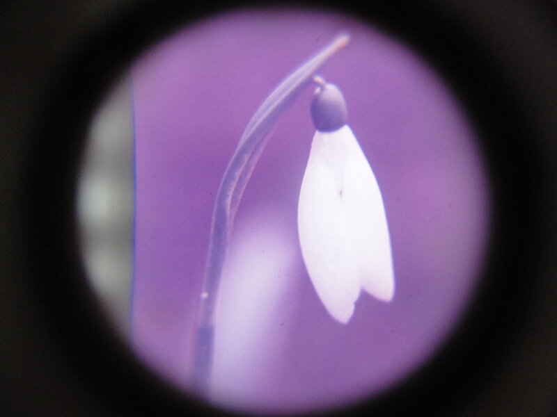snowdrop flower under magnification