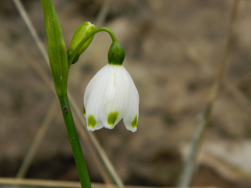 Snowdrop Flower — White, Calm