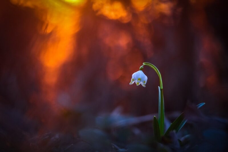 Snowdrop Flower — White, Dramatic, Spring