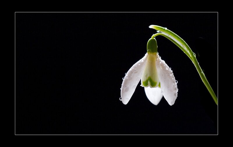 Snowdrop Flower — White, Dramatic