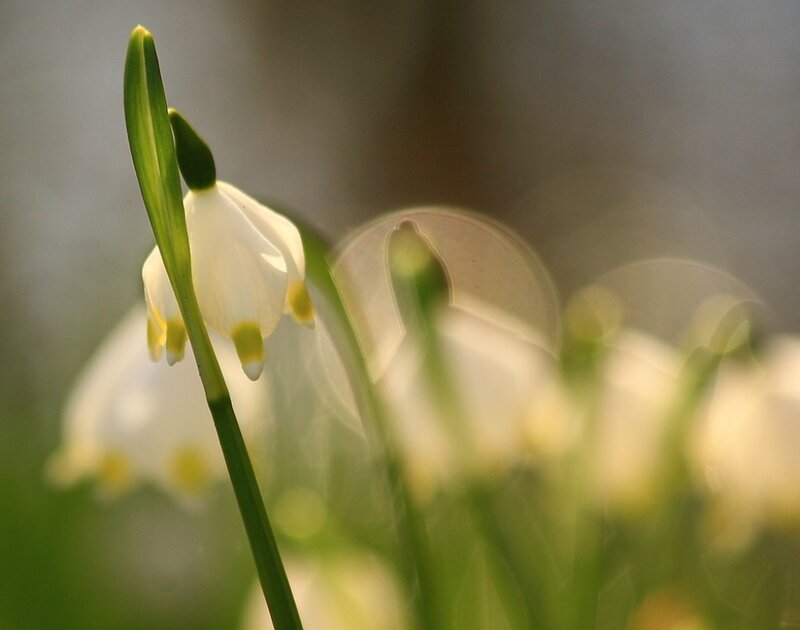 Snowdrop Flower — White, Serene, Spring, Photograph, Bud