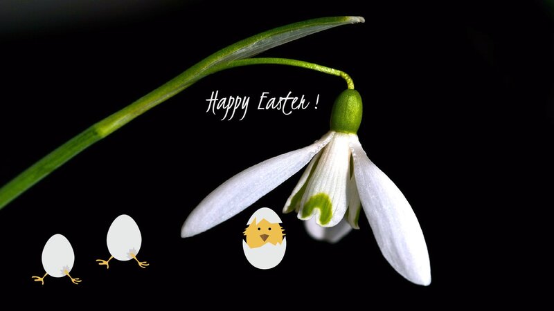 Snowdrop Flower — White, Serene, Spring, Photograph, Chickens