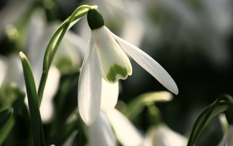 Snowdrop Flower — White, Serene, Spring, Photograph, Green Stem, Leaves