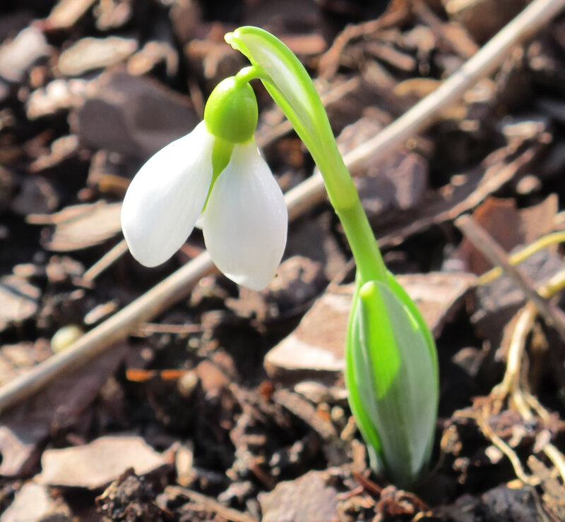 Snowdrop Flower — White, Serene, Spring, Photograph, Soil