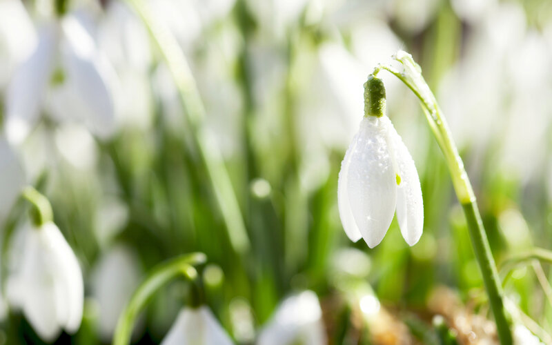 Snowdrop Flower — White, Serene, Spring, Photograph, Stem, Leaf