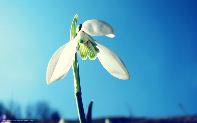 Snowdrop Flower — White, Serene, Spring, Photograph, Stem, Sky