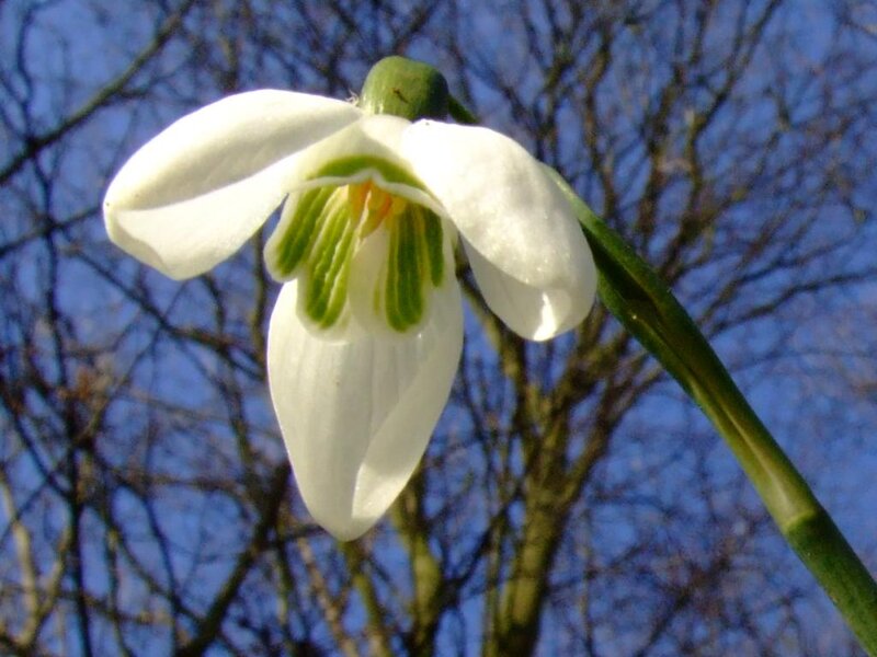 Snowdrop Flower — White, Serene, Spring, Photograph, Stem, Trees