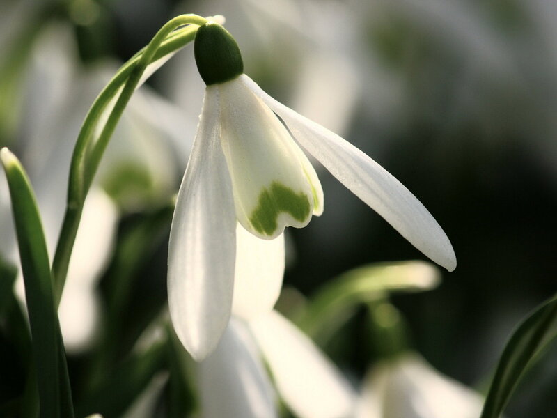 Snowdrop Flower — White, Serene, Spring, Photograph