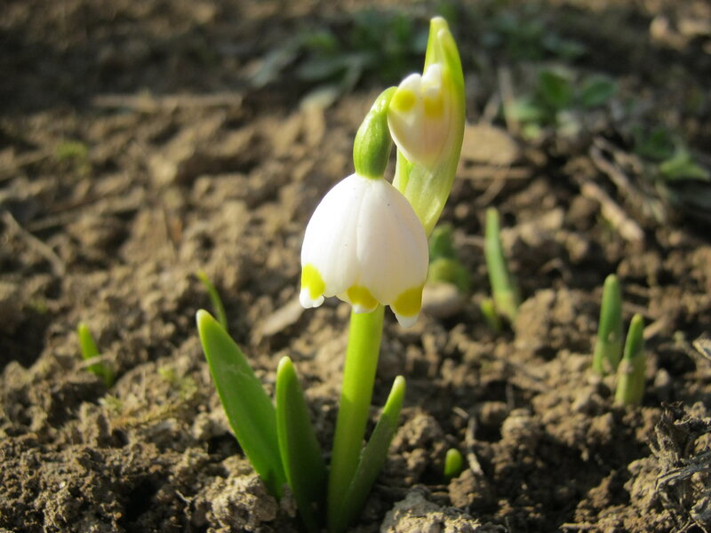 Snowdrop Flower — White, Serene, Spring