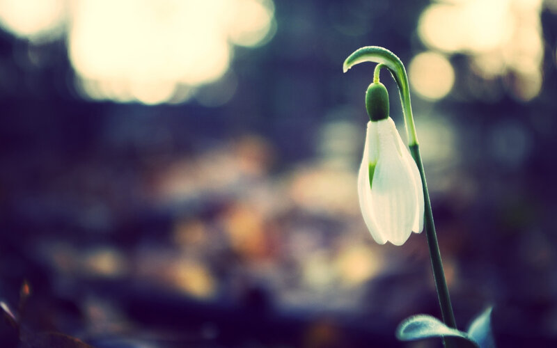 Snowdrop Flower — White, Serene