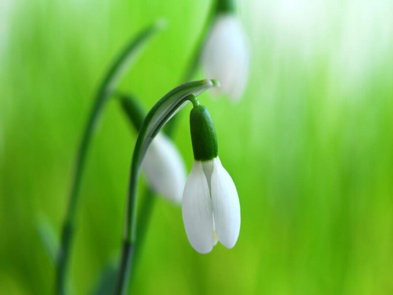 Snowdrop Flower — White