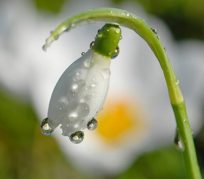 Snowdrop Flower with Dew