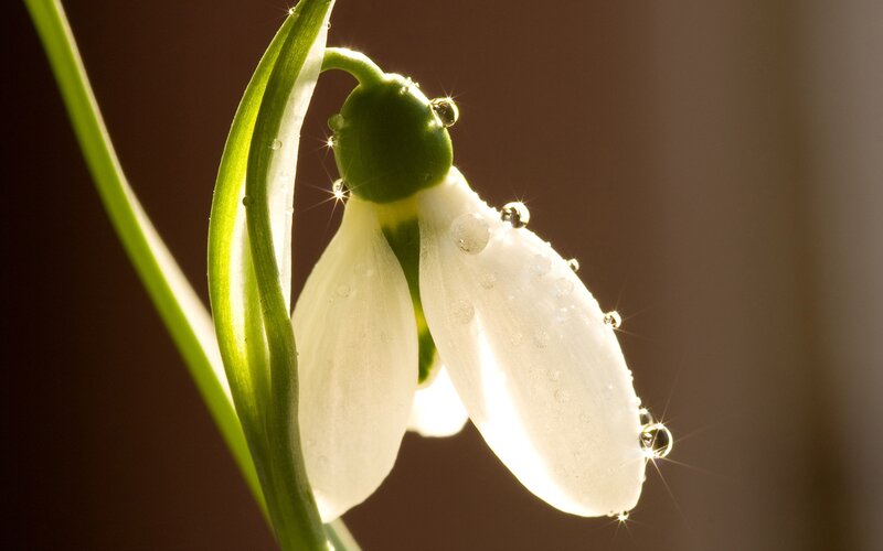 Snowdrop Flower with Dew — White, Serene