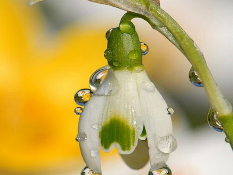 Snowdrop Flower with Dew — White