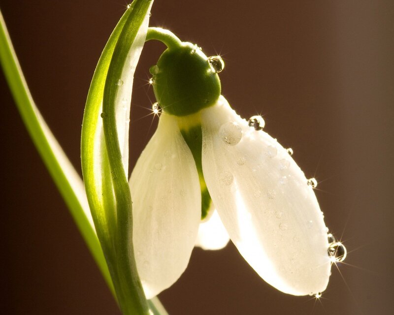 Snowdrop flower with dewdrops