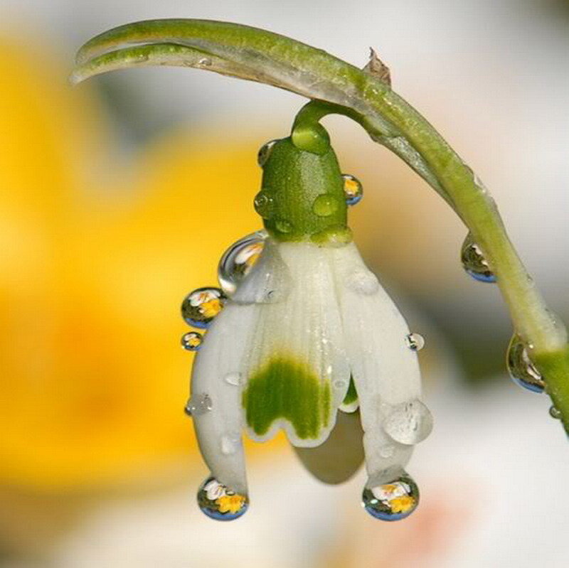 Snowdrop flower with water droplets