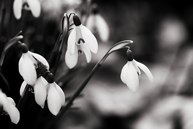 Snowdrop Flowers — Black, Serene