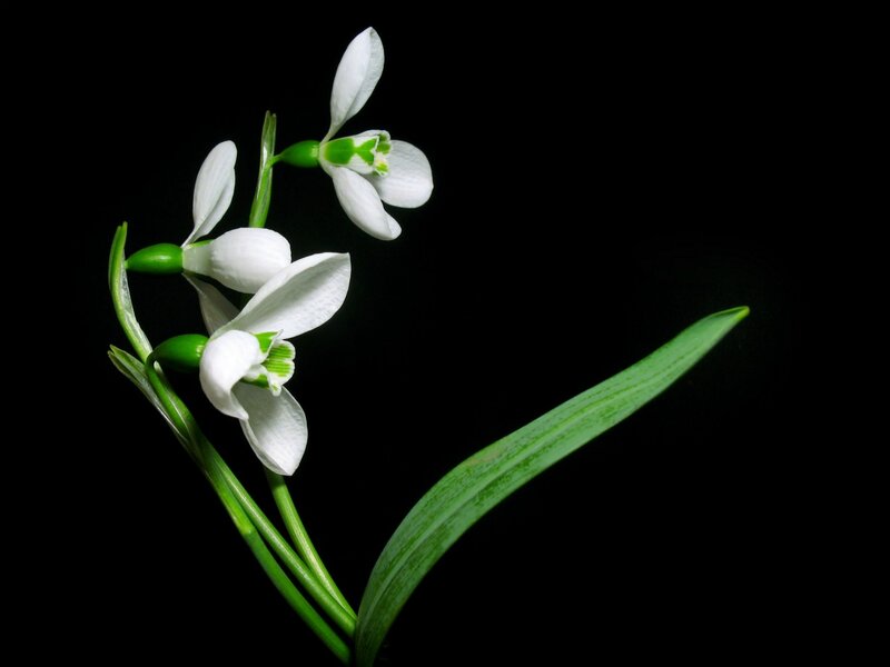 Snowdrop Flowers — Black