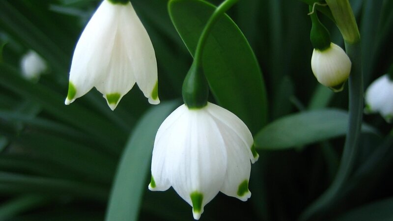 Snowdrop Flowers — Buds