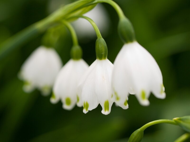 Snowdrop Flowers — Green Stems