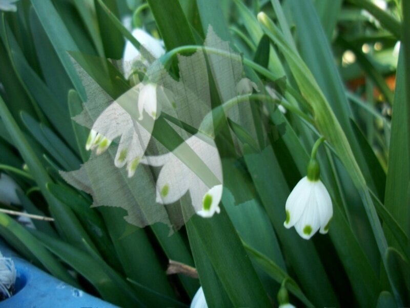 Snowdrop Flowers — Green