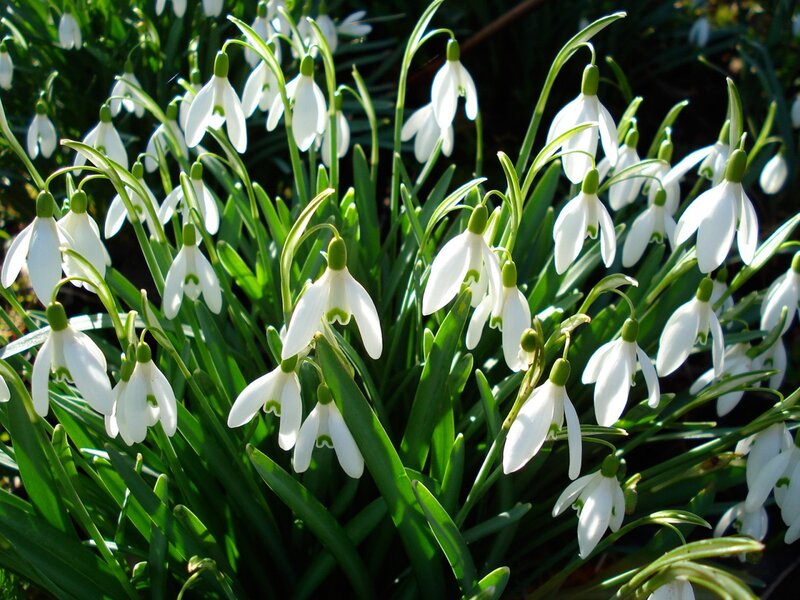 Snowdrop Flowers in Bloom