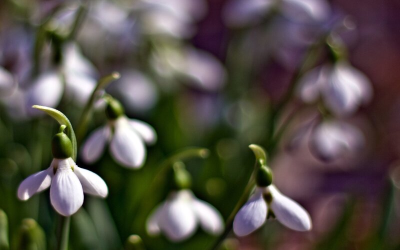 Snowdrop Flowers in Bloom — White, Serene, Spring, Photograph, Green Stems, Blurry Background