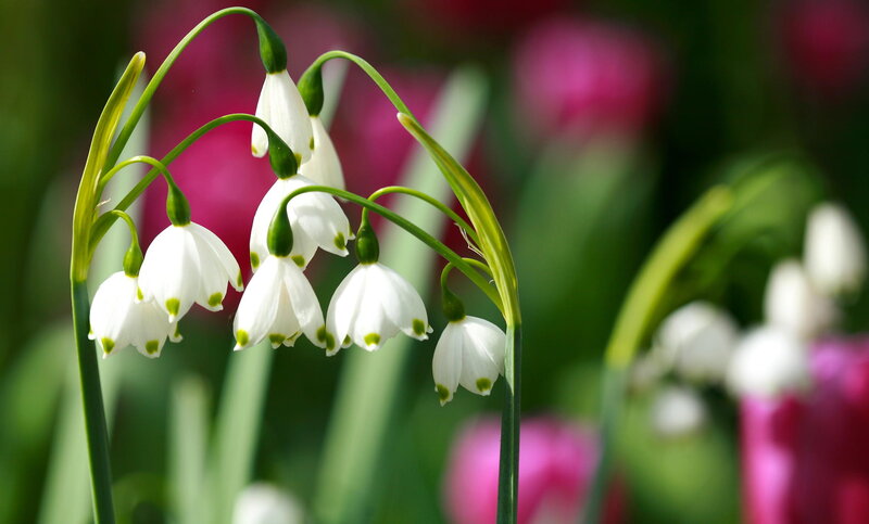 Snowdrop Flowers in Bloom — White, Serene, Spring, Photograph