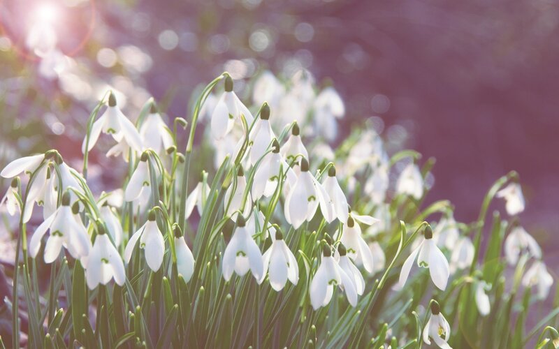 Snowdrop Flowers in Bloom — White, Serene, Spring
