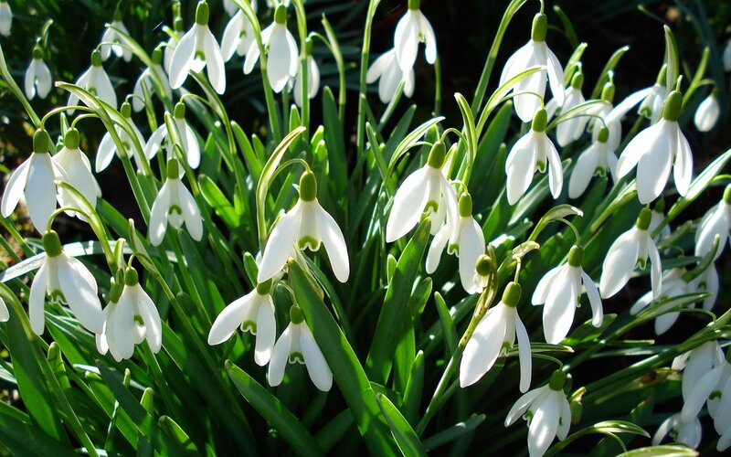 Snowdrop Flowers in Bloom — White, Serene