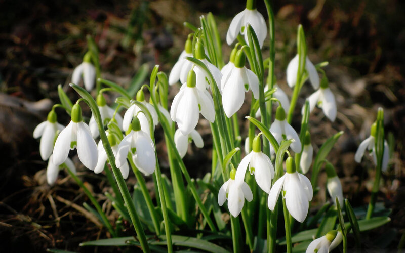 Snowdrop Flowers in Bloom — White