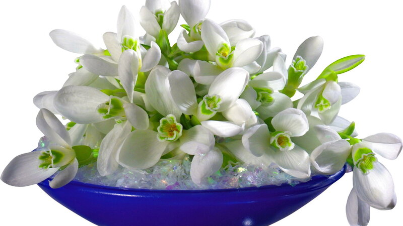 Snowdrop Flowers in Bowl