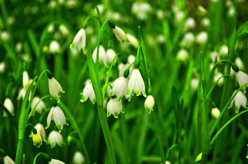 Snowdrop Flowers in Field — Green